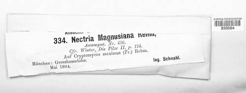 Nectria magnusiana image